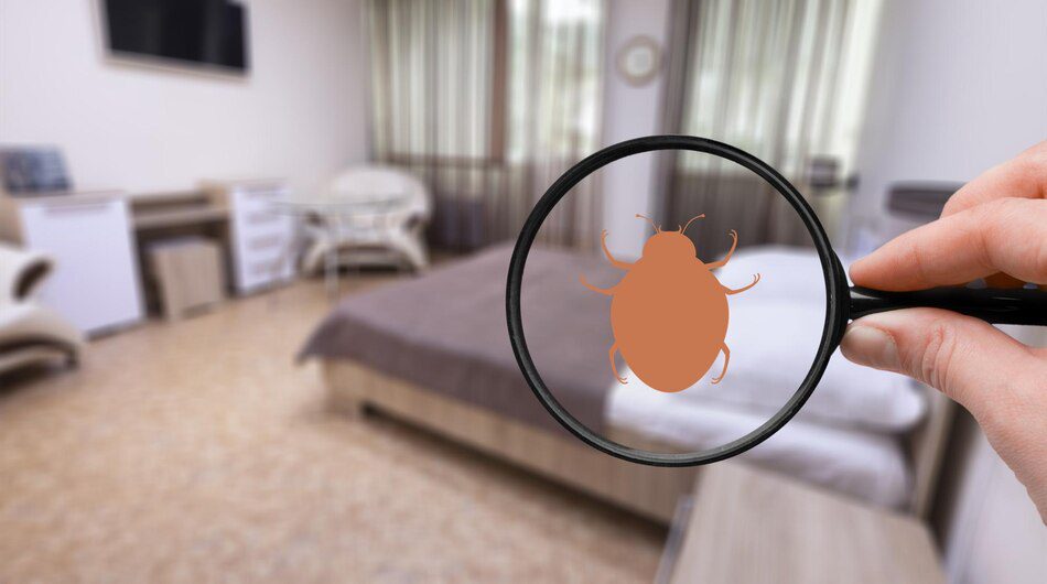 Bed Bugs Control Kolkata