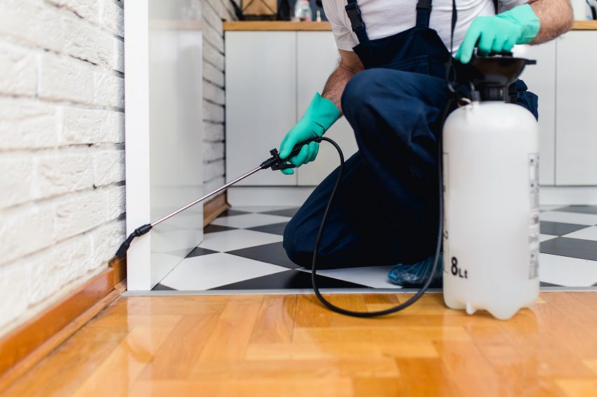 The Ultimate Guide to Pest Control Services in Kolkata with DADSON HPS